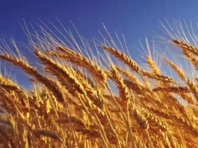 “中国农民丰收节”国旗下讲话