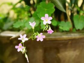 少先队辅导员的职业“辨识度”,你有吗?